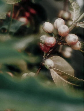 Caffeine Skin Booster