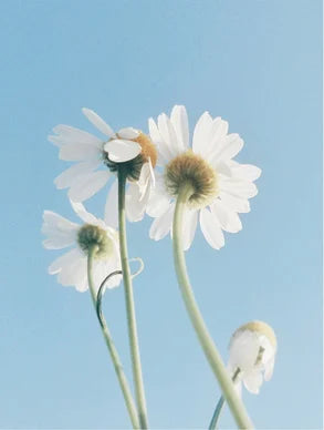 Oil-To-Milk Sensitive Skin Cleanser